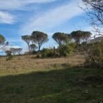 kotor-donji-grbalj-glavati-land-plot-montenegro-for-sale-P-03159 (2)